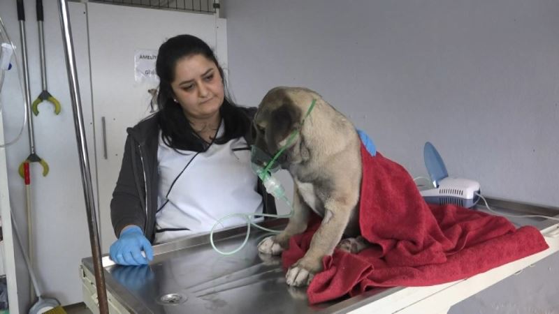 Kartal’ın Kuyu köpeği sağlığına kavuştu
