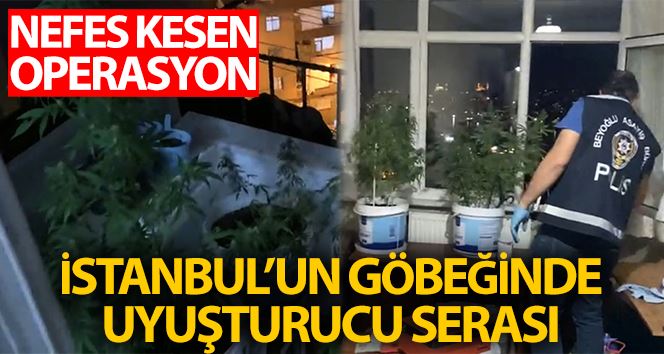 (Özel) İstanbul’un göbeğindeki uyuşturucu serasına operasyon kamerada