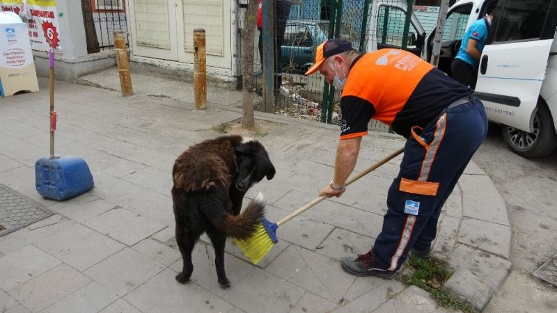 (Özel) Temizlik işçisi süpürgesiyle sokak köpeğine masaj yaptı