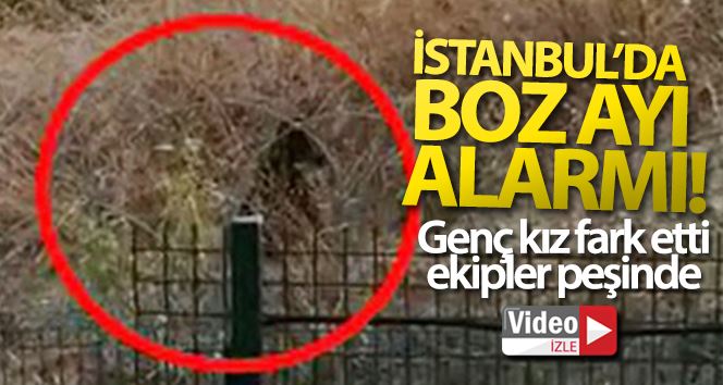 Büyükçekmece’de boz ayı paniği