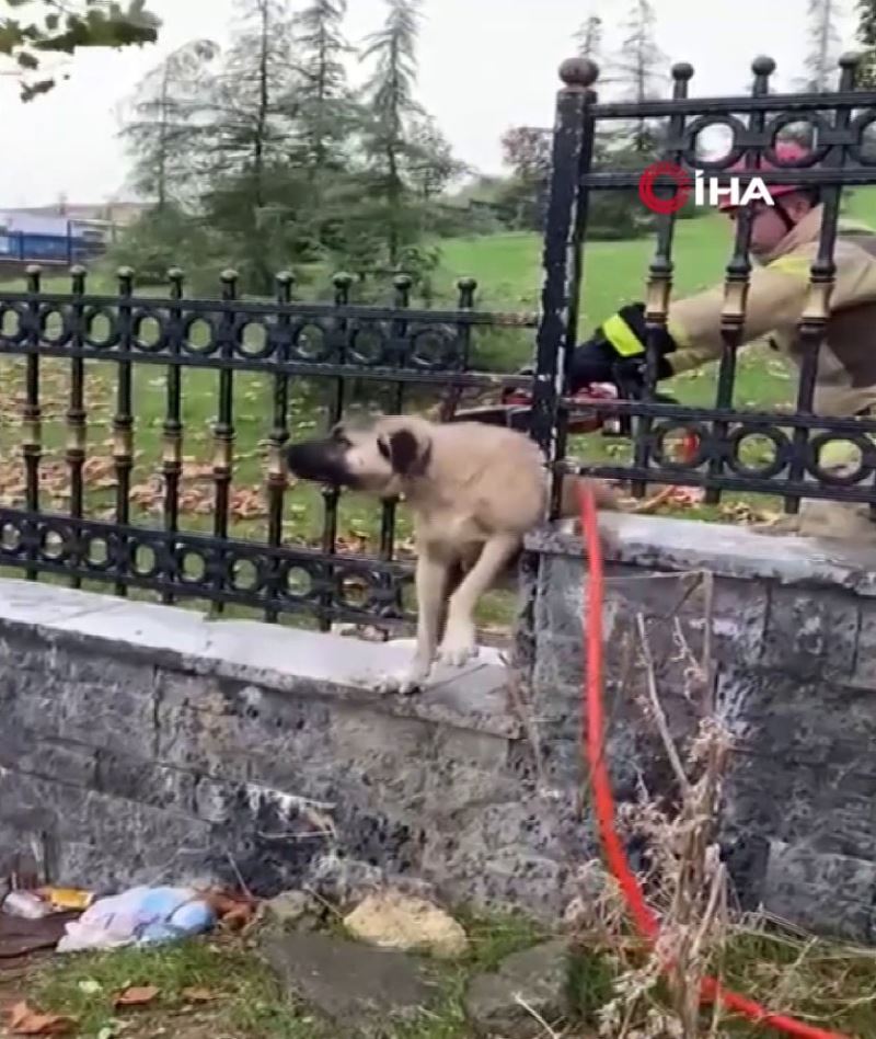 Demir korkuluklara sıkışan köpeğin imdadına itfaiye koştu