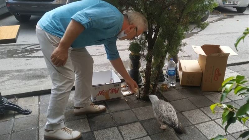 (Özel) Maltepe’de yaralı olduğu için uçamayan martıya esnaf sahip çıktı
