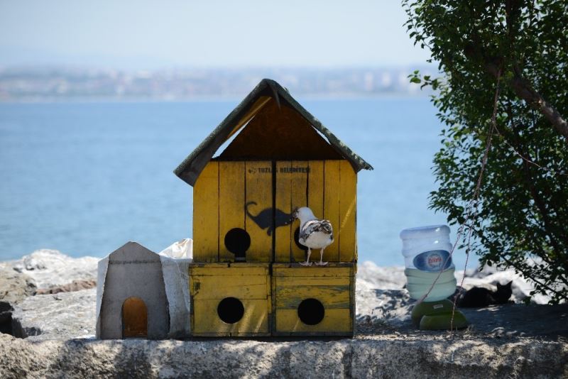 Tuzla’da kedilere tripleks kedi evleri
