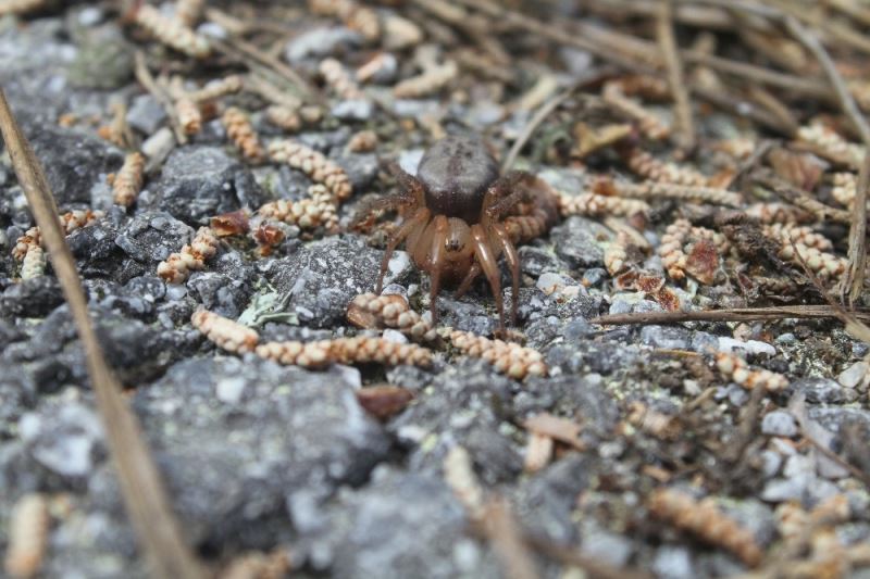 Kıbrıs’a özgü örümcek türü keşfedildi
