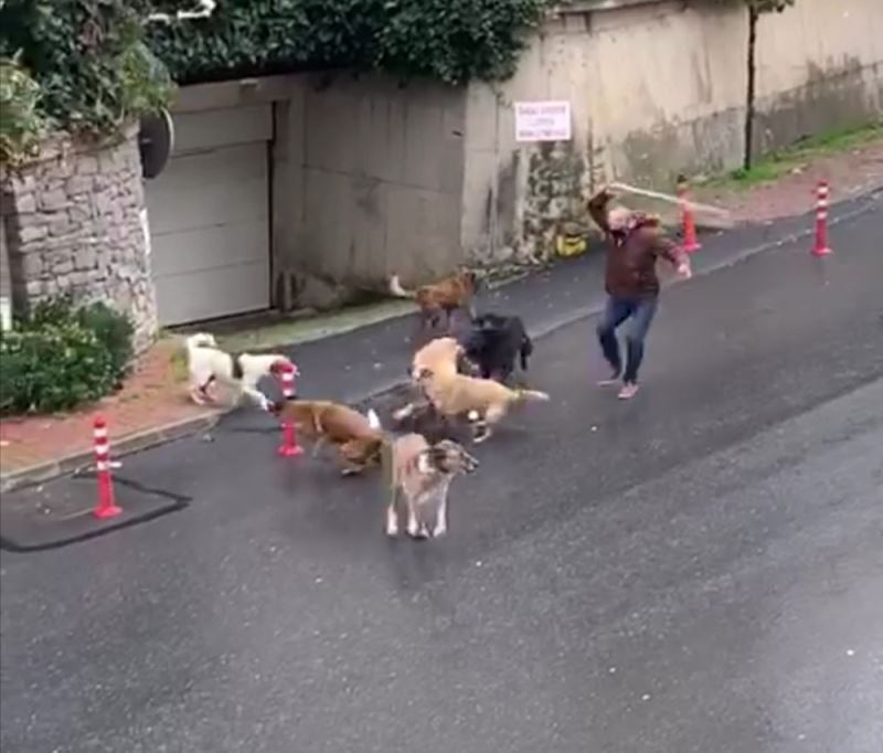 (Özel) İstanbul’da başıboş köpeklerin mahalleliye korku yaşattığı anlar kamerada