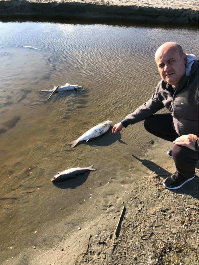 Silivri’de tedirgin eden balık ölümleri
