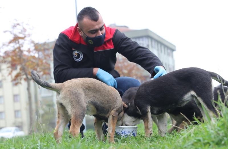 Kartal Belediyesi sokağa çıkma yasağında da sokak hayvanlarının yanında
