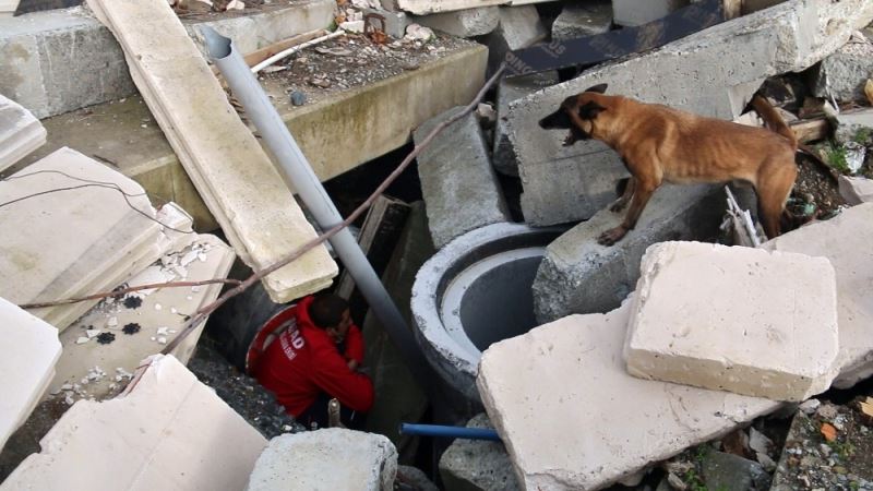 (Özel) AFAD’ın sınavını geçen köpekler afetlerde görev alıyor
