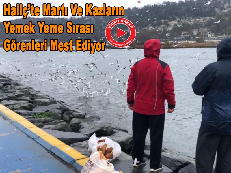 Haliç’te martı ve kazların yemek yeme sırası görenleri mest ediyor