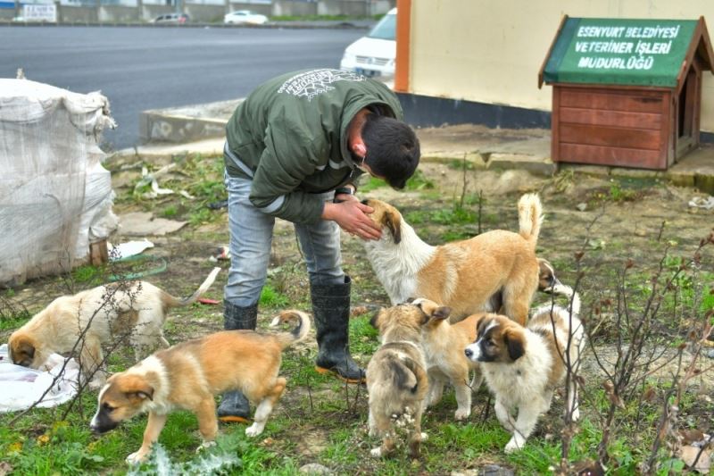 Esenyurt Belediyesi hayvan dostlarını unutmuyor
