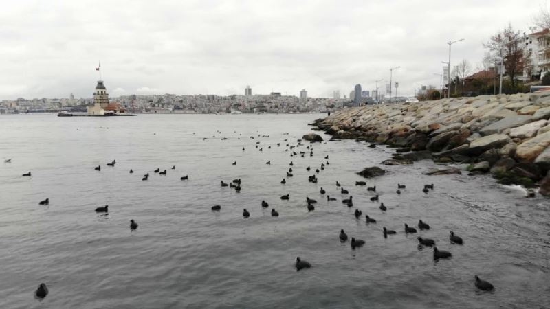 (Özel) Kız kulesinde karabatakların masalsı dansı havadan görüntülendi