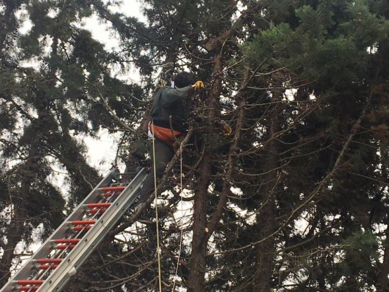 Silivri’de ağaç budamaya çıkan işçi elektrik akımına kapıldı
