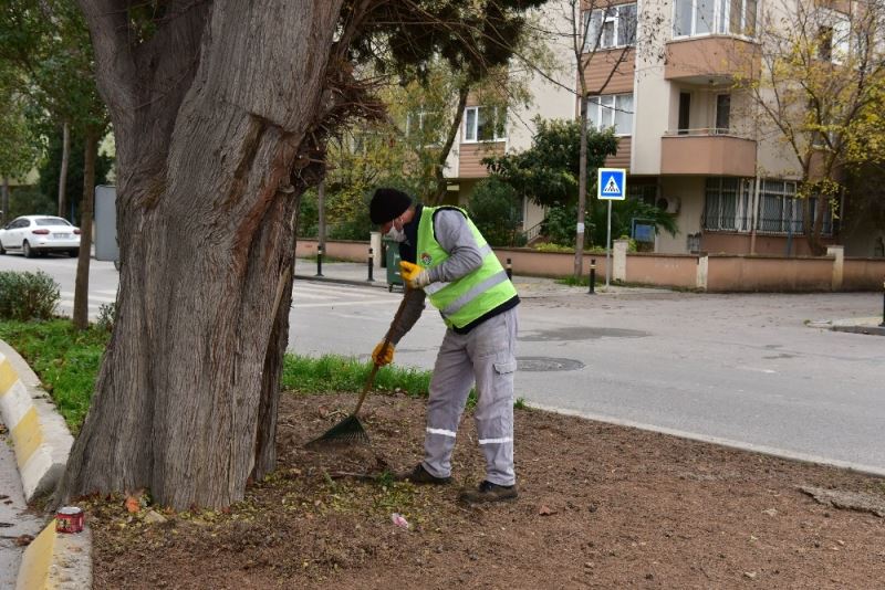 Tuzla’da 600 yıllık ağaç, dut ağacına ve arılara ev sahipliği yapıyor
