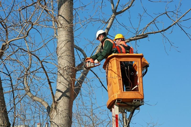 Ataşehir’de ağaç dalları elektriğe dönüşüyor
