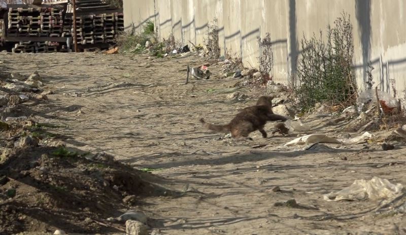 (Özel) Kedinin fare ile oyunu kahkahaya boğdu
