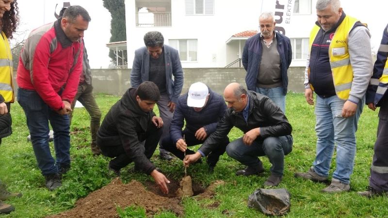 Aydınlı çiftçilere 2 bin 700 incir fidanı
