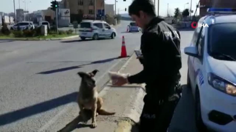 Kumanyasını sokak hayvanlarıyla paylaşan polis görenleri duygulandırdı