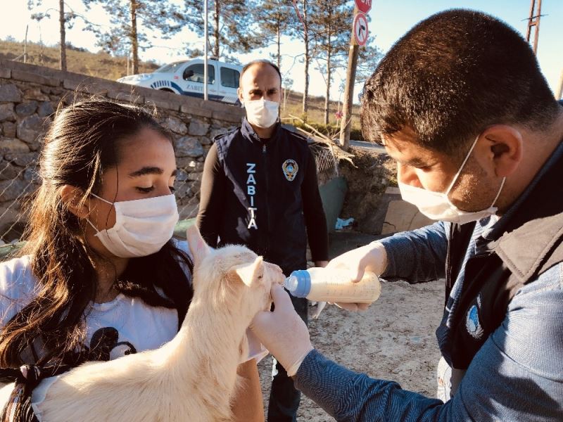 (Özel) Annesi ölen yavru keçi için zabıtadan biberon istediler
