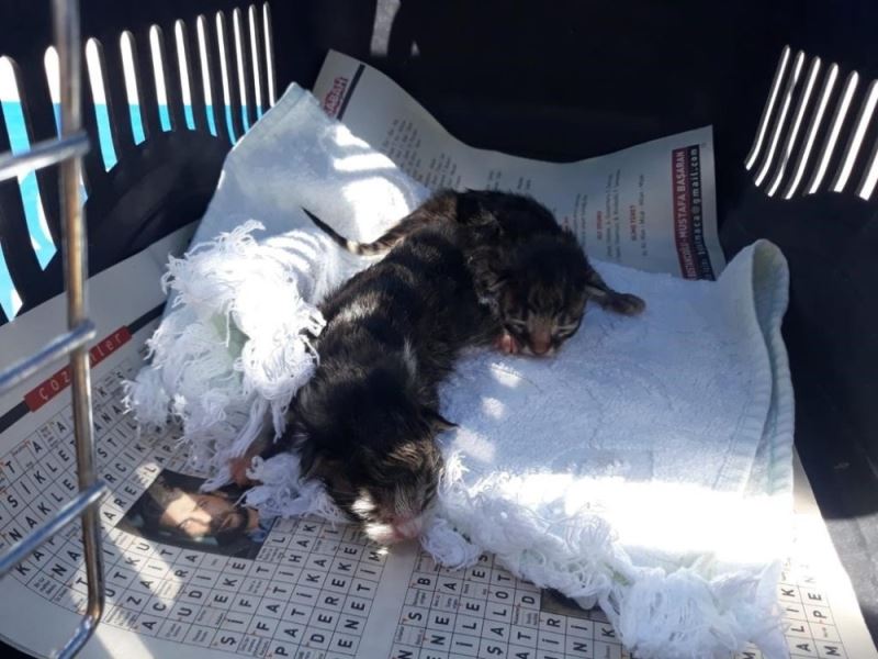 Anneleri ölen minik kediler için sütanne seferberliği
