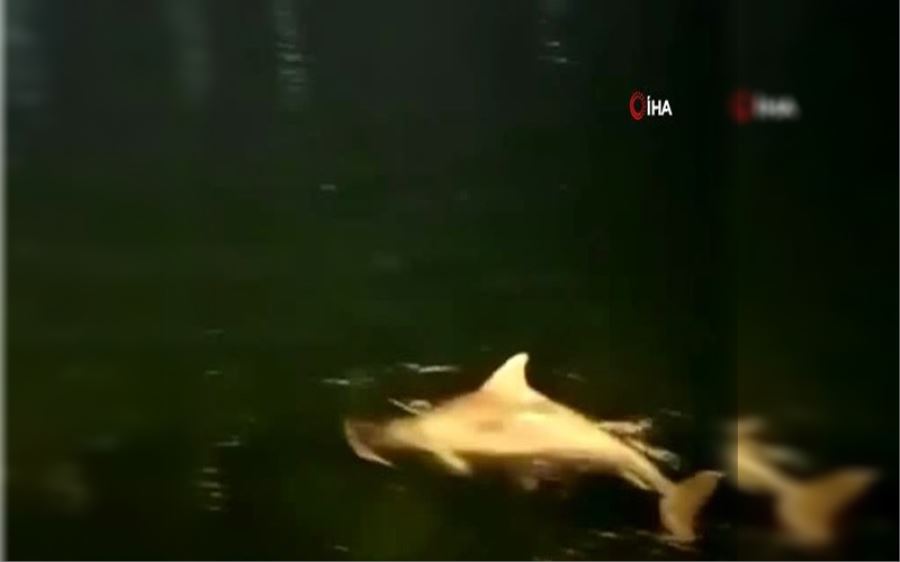 Yunus balıklarının Ortaköy sahilindeki muhteşem dansı