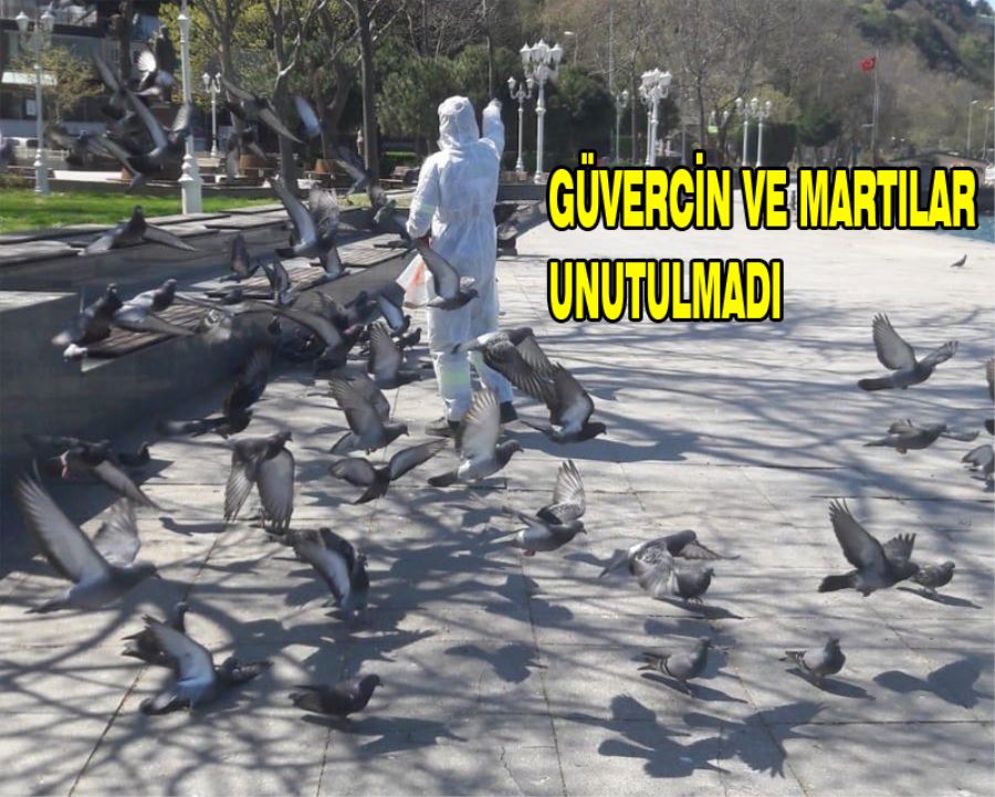 Güvercin ve Martılar Unutulmadı