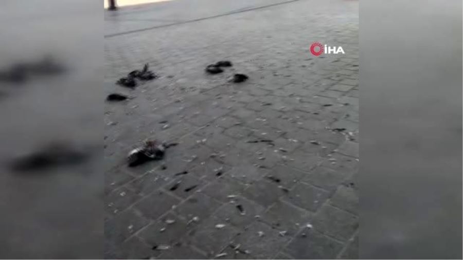 Eminönü’nde güvercinleri ezen zanlı adli kontrol şartıyla serbest bırakıldı
