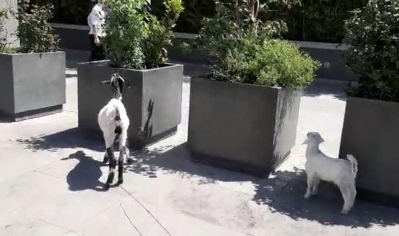 (Özel) İstanbul’un göbeğinde keçi ve kuzusunu otlattı
