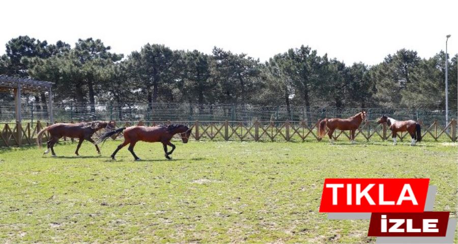Yavru taya ismini ilçe halkı sosyal medya üzerinden koydu