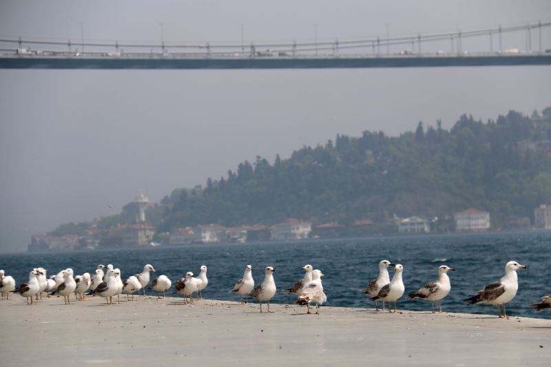 (Özel) İstanbul’un ünlü sahiline martı akını
