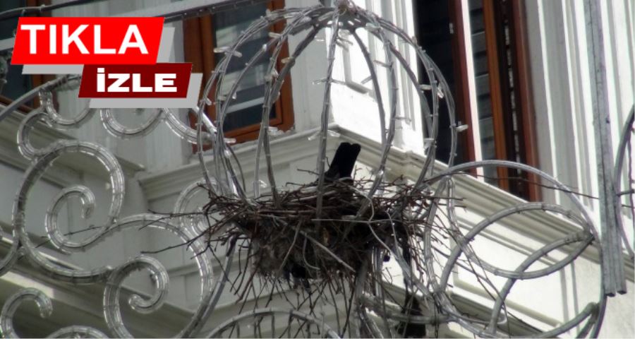 (Özel)- Taksim İstiklal Caddesi’nin göbeğindeki ilginç kuş yuvası