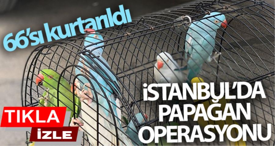 İstanbul’da papağan operasyonu: 66 papağan kurtarıldı