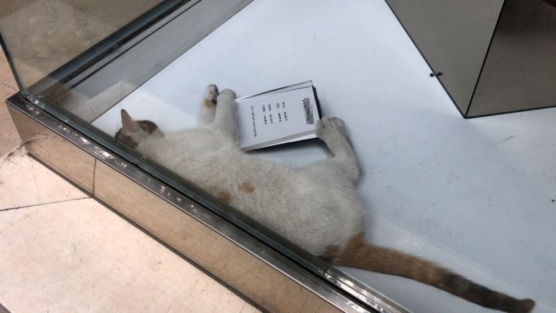 (Özel) Sokağa çıkma kısıtlamasında kedi kurtarma operasyonu
