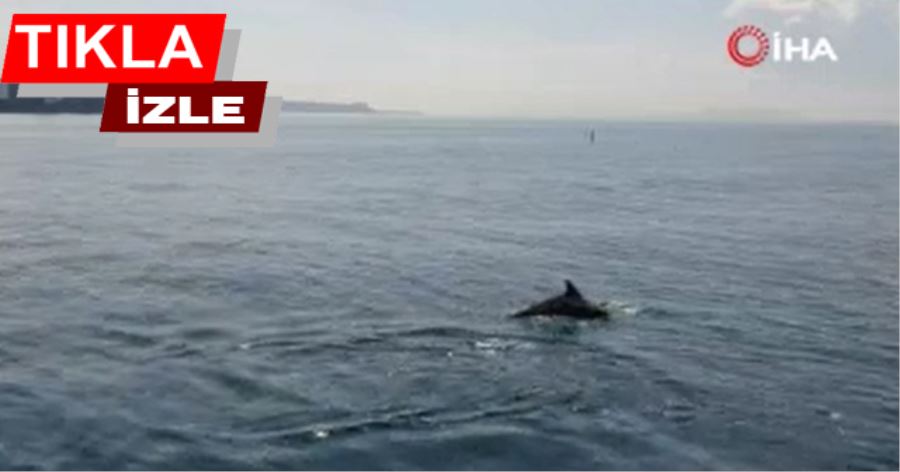 Yunus sürüsü İstanbul boğazına akın etti