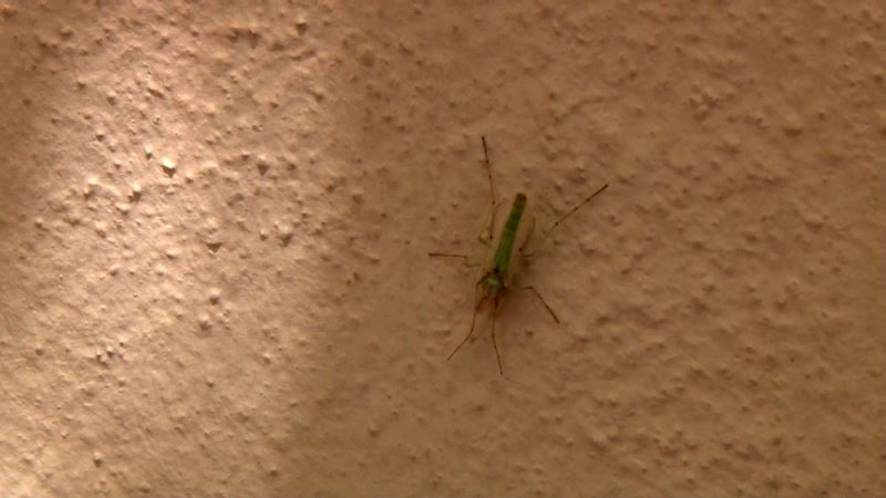 Büyükçekmece’de ’kronomid sinek’ istilası
