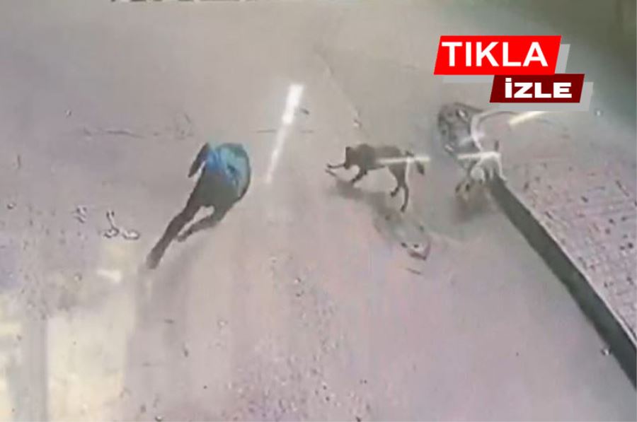 Köpekler bir anda saldırdı, genç ne yapacağını şaşırdı