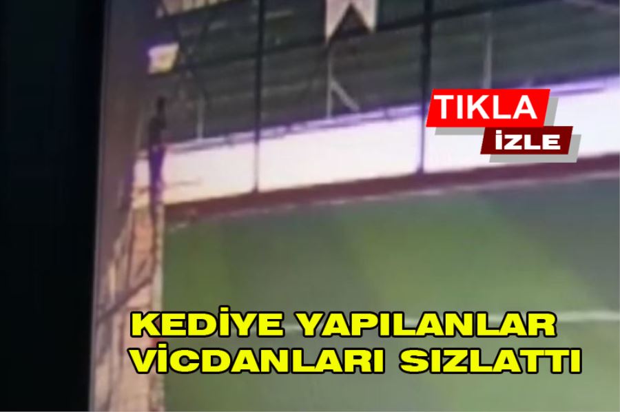 Halı saha içerisinde kediye yapılanlar vicdanları sızlattı