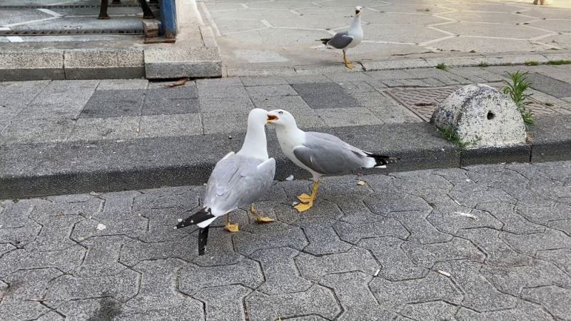 Martıların yemek kavgası
