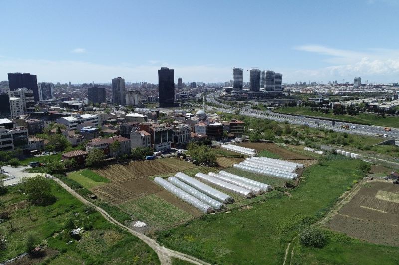 (Özel) İstanbul’un merkezindeki seralarda tarım başladı
