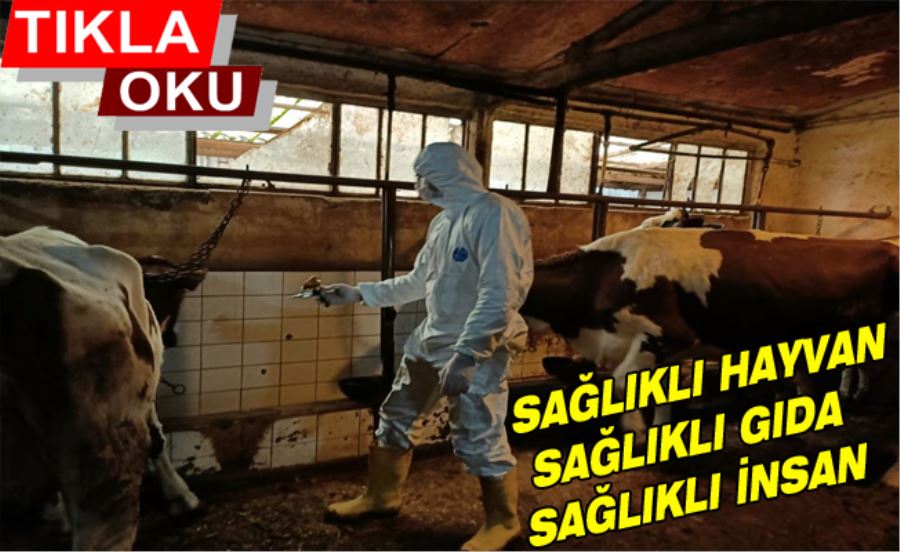 İlçe Tarımdan Çiftlik Hayvanlarına Aşı