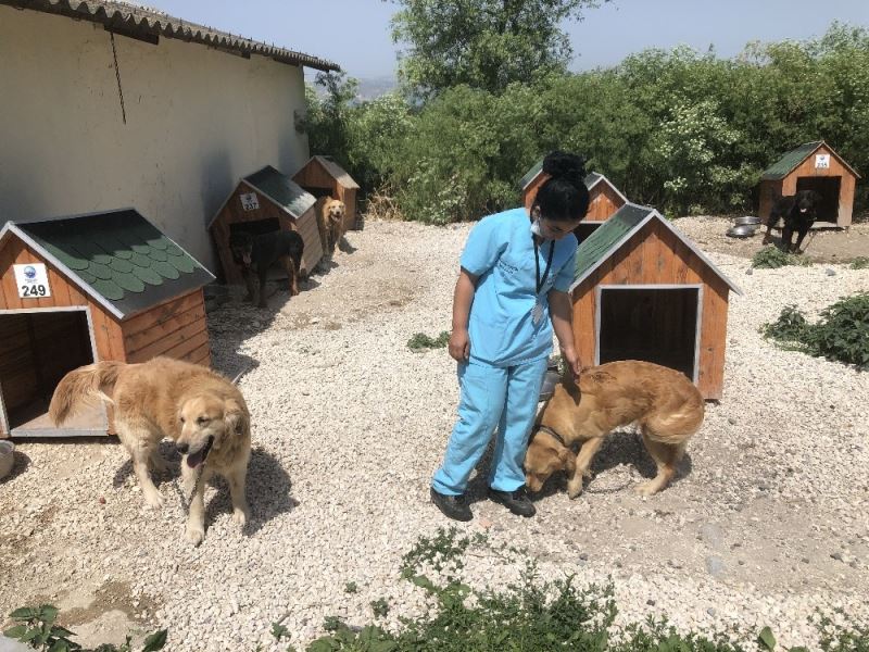 (ÖZEL) Korona virüs evcil hayvanları da vurdu