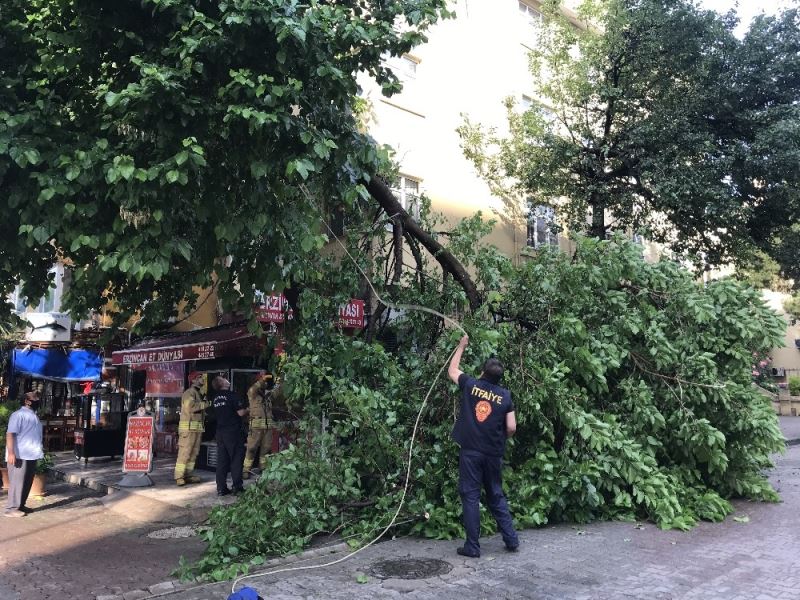 (ÖZEL) Kadıköy’de yağan aşırı yağmur yarım asırlık dut ağacını devirdi