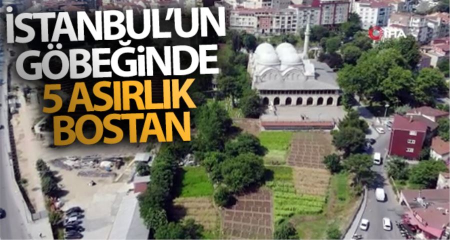 (Özel) İstanbul’un göbeğinde 5 asırlık bostan