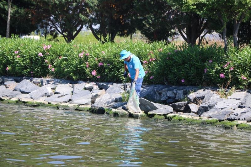 Küçükçekmece’de balık ölümleri devam ediyor
