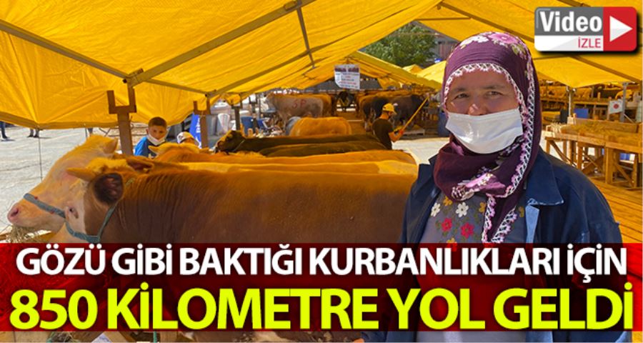 (ÖZEL) Gözü gibi baktığı kurbanlıkları için 850 kilometre yol geldi