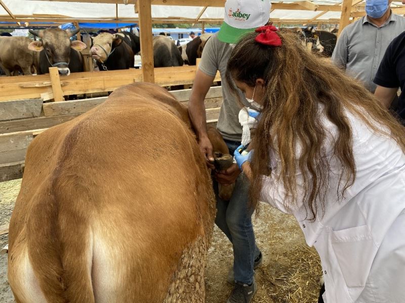 Eyüpsultan’da kurbanlıklar genç veteriner Aslı’ya emanet

