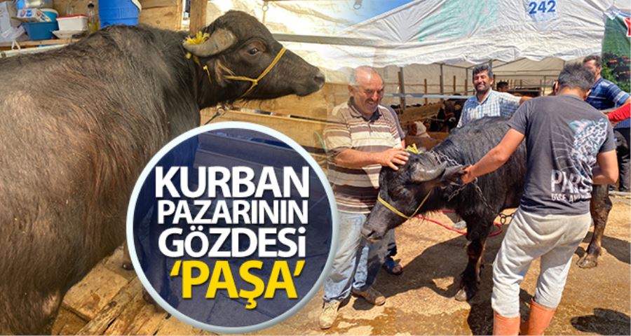 (Özel) Bin 200 kilometrelik yoldan gelen ‘Paşa’ kurban pazarının gözdesi oldu