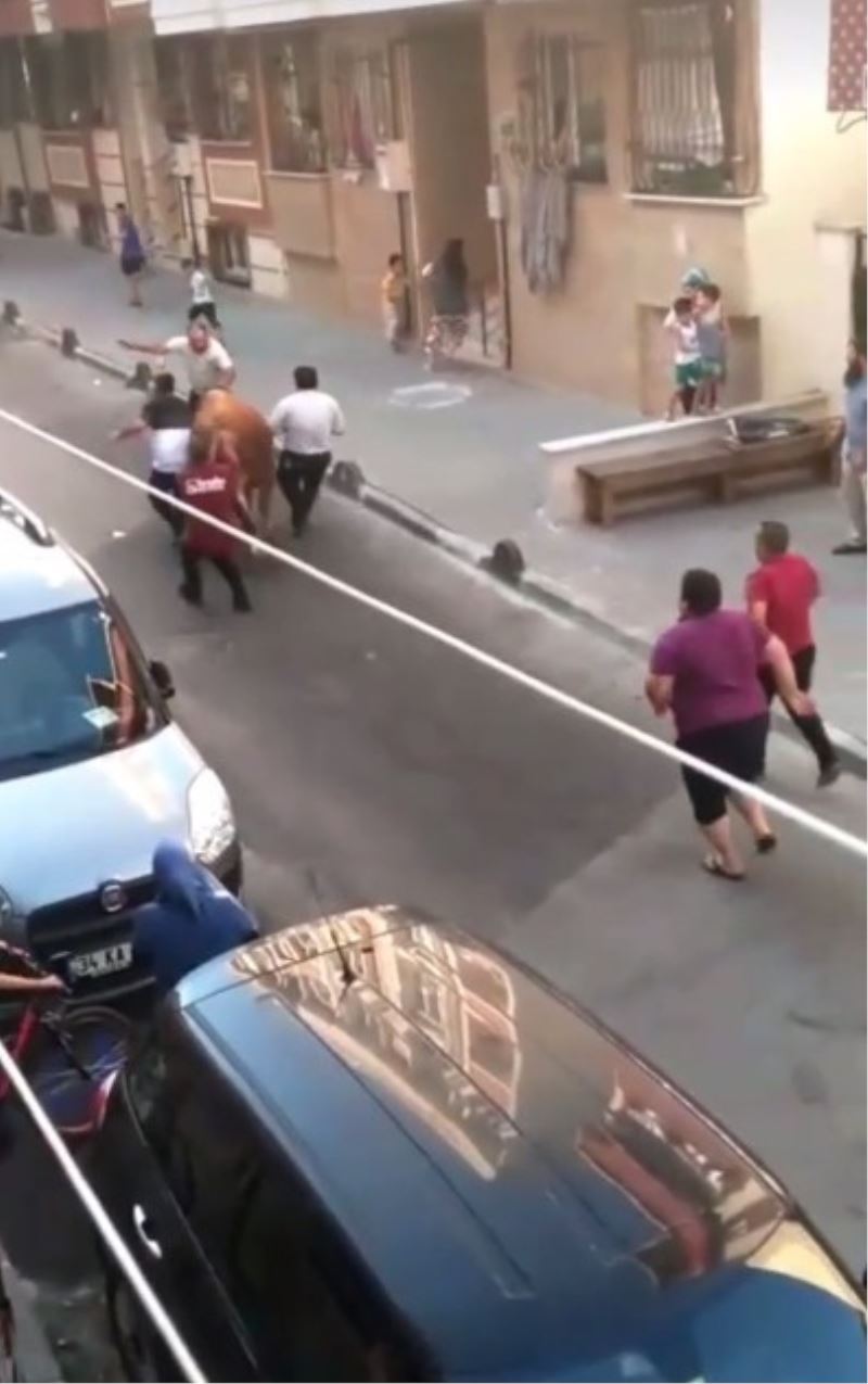 Küçükçekmece’de kurbanlık boğa böyle kaçtı