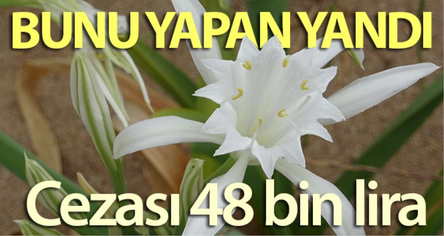 (Özel) Şile’de kum zambağını koparana 48 bin lira ceza kesiliyor