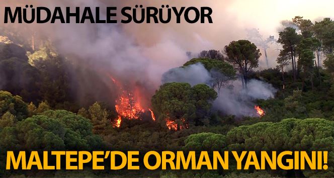 Maltepe’de korkutan orman yangını