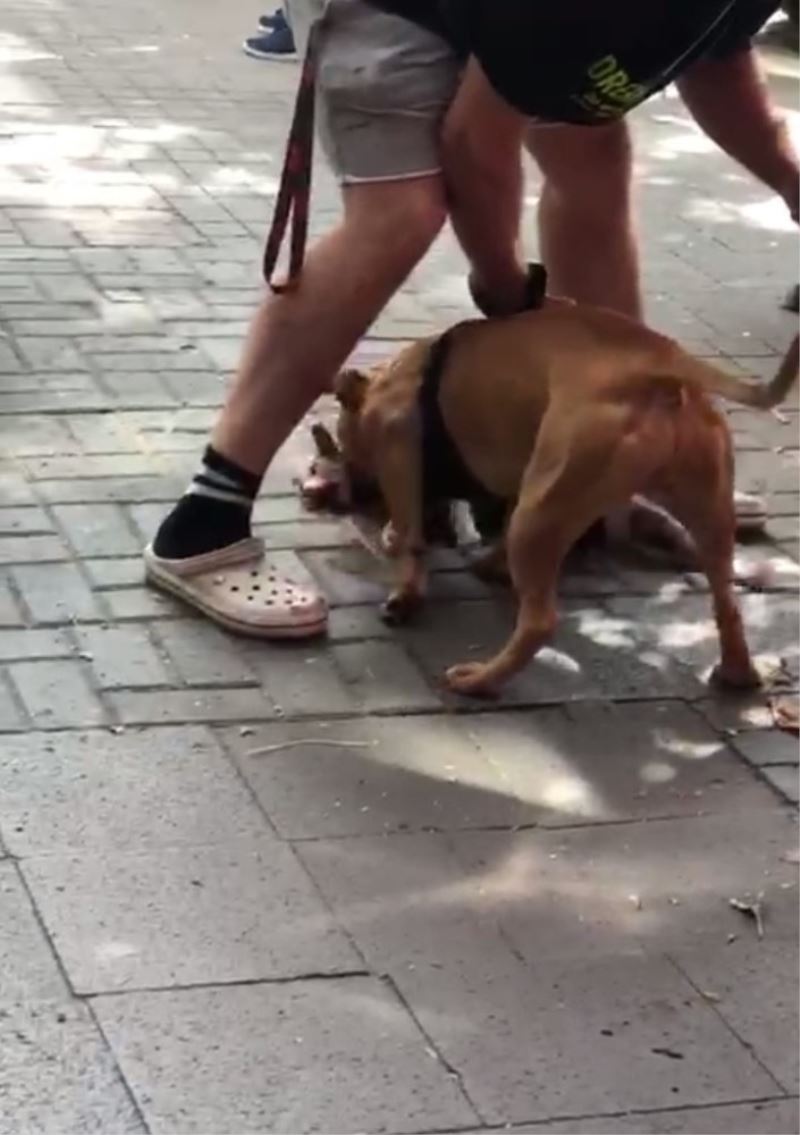 (Özel) İstanbul’un göbeğinde pitbull dehşeti kamerada: “Köpeği vurun”